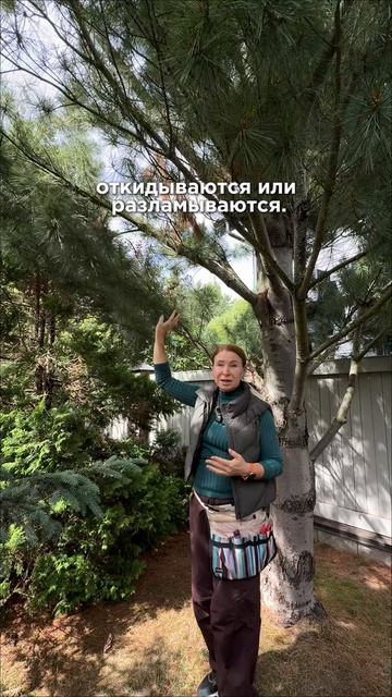 Колоновидные сосны
