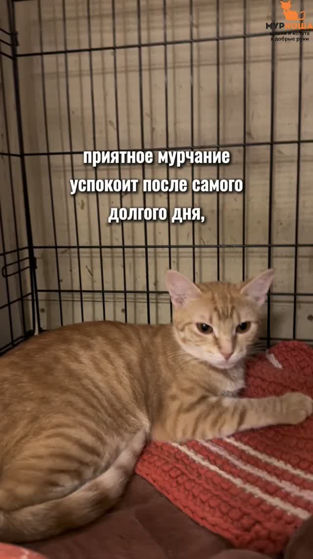 Румба ждёт вас в приюте #Муркоша