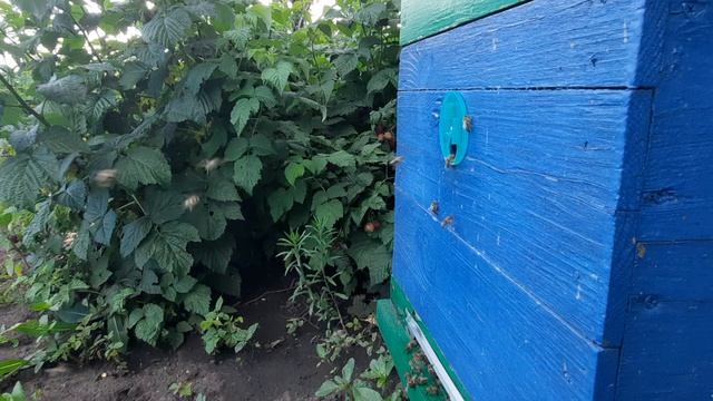 после сложного трудового дня ,пчелка возвращается домой.