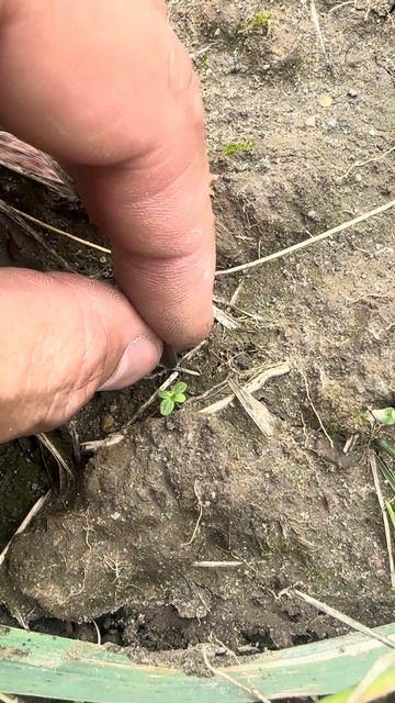 ОТОРОПЕЛ ОТ УВИДЕННОГО, СЕРЕБРО, ПРЯМО У ГАЗОВОЙ ПОДСТАНЦИИ! #metaldetecting #находки #коп