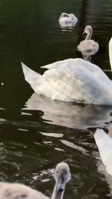 Лебёдушки на Леоновском пруду...
