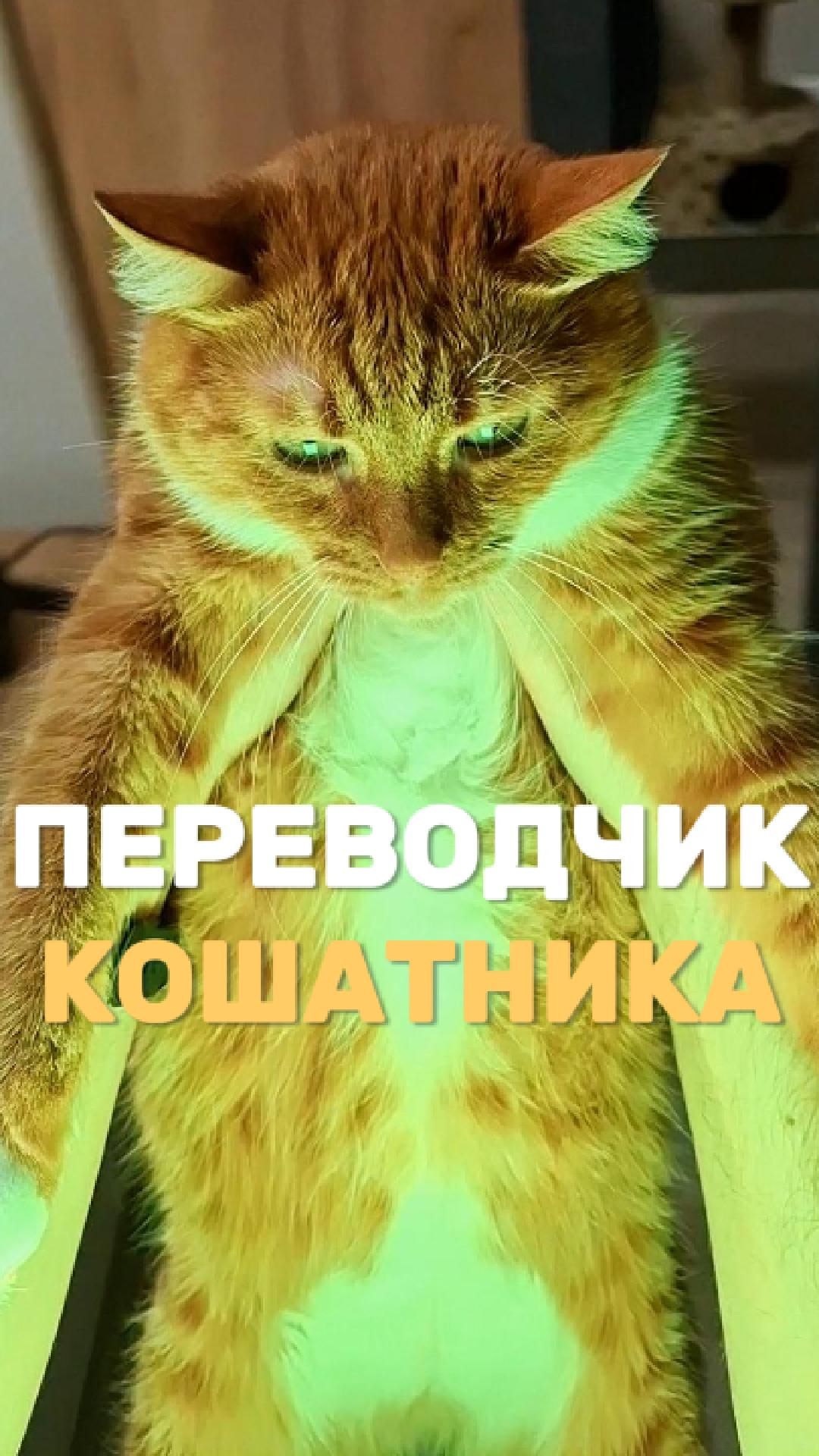 Переводчик кошатника