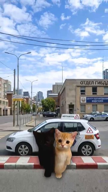 😺 КАК ЖИВУТ СИАМСКИЕ БЛИЗНЕЦЫ «КИСЫ ОБЪЯСНЯЮТ»