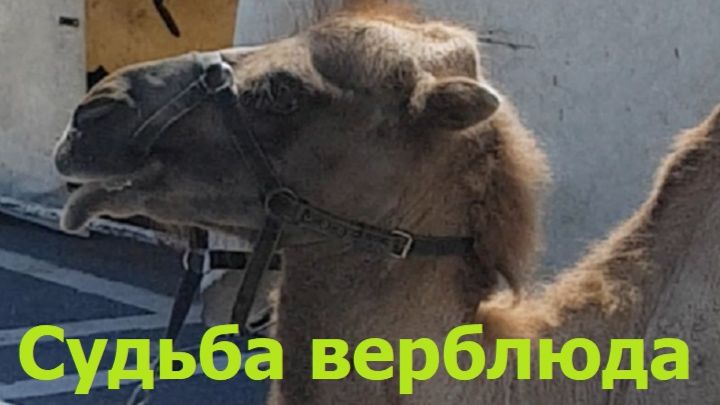 20260718 ИИ песня Судьба верблюда грустная такая Два горба Максима Заречного на стих Дмитрия из Орла