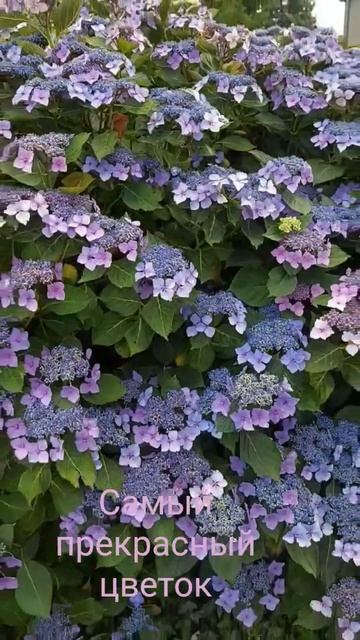 Этот волшебный цветок 🌸🌸🌸