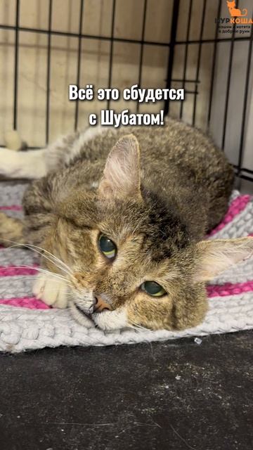 Шубат ждёт вас в приюте #Муркоша