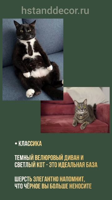 Кот в интерьере