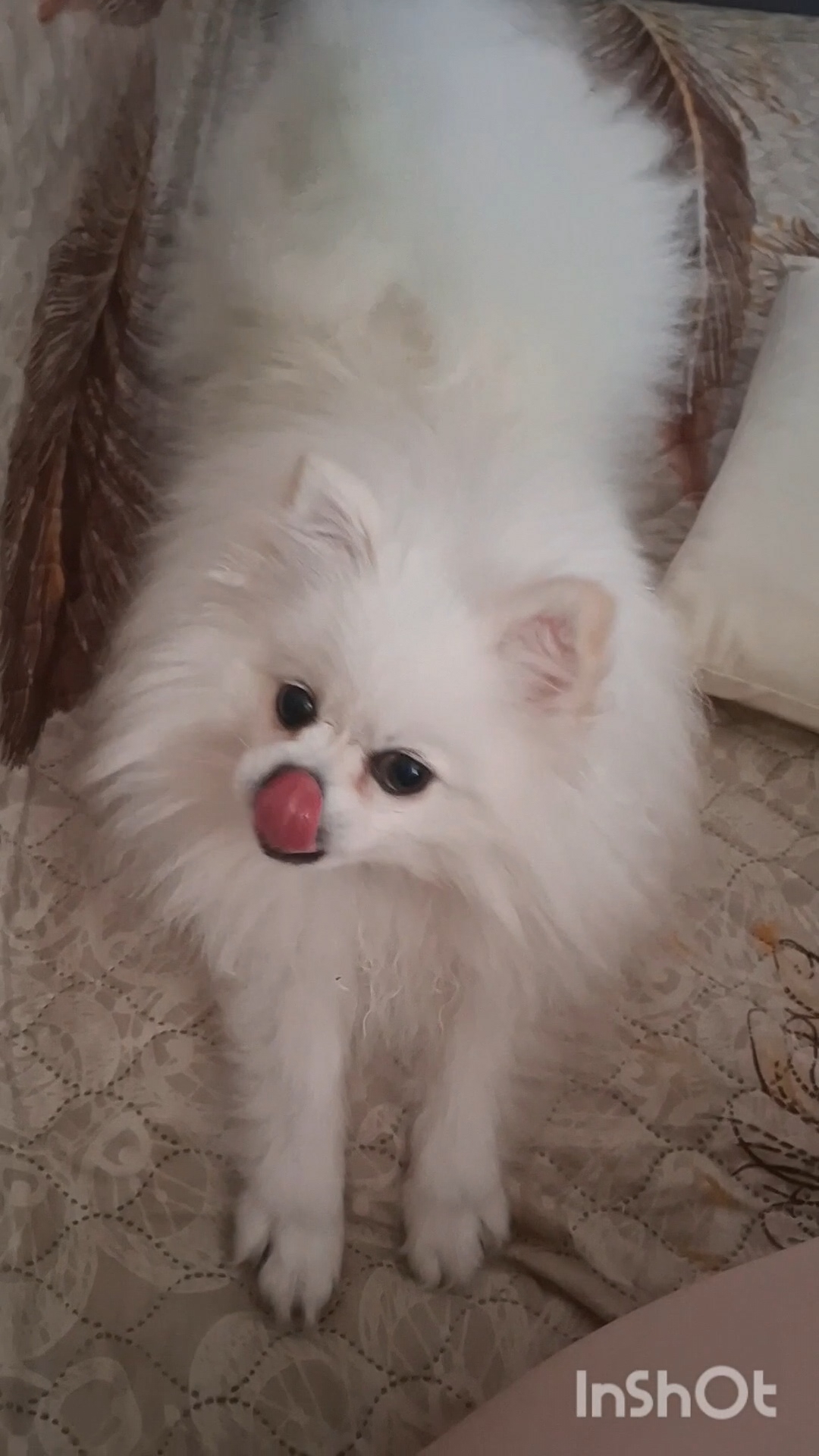 Люблю её так, что даже шерсть на диване кажется милой 😍🐶ШпицБуль Ресничка #ШпицБуль #шпиц #собаки
