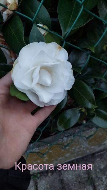 Красота земная 🤗🌹🌹🌹