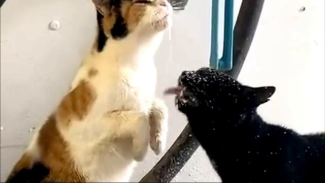 Коты на молокозаводе