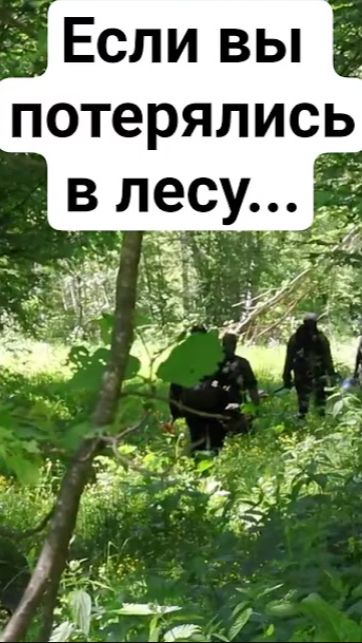 Если вы потерялись в лесу...