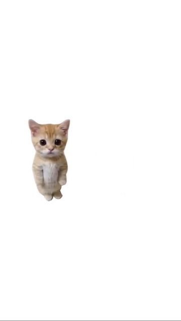 😺 СТОИТ ЛИ ИДТИ НА ЗАВОД «ПОЯСНЯЮ КОТЯТАХ»