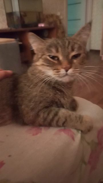 Любимые кошки💖