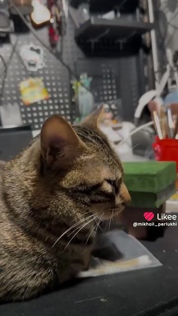 Ох уж эти кошки 2 🐱 🐱 🐱 !!!