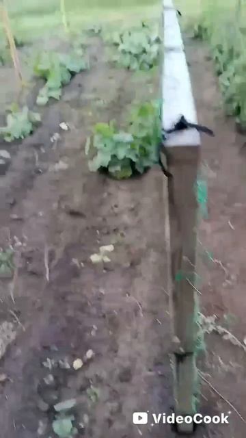 VideoCook_20260717_093221290