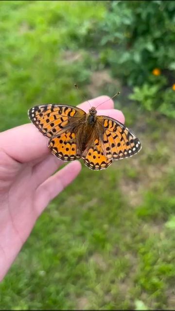 Бабочки 🦋🦋🦋