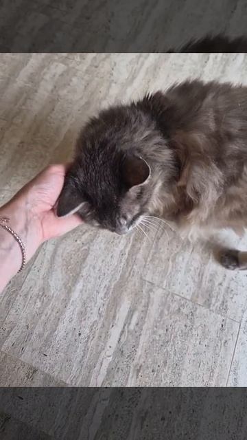 Котики