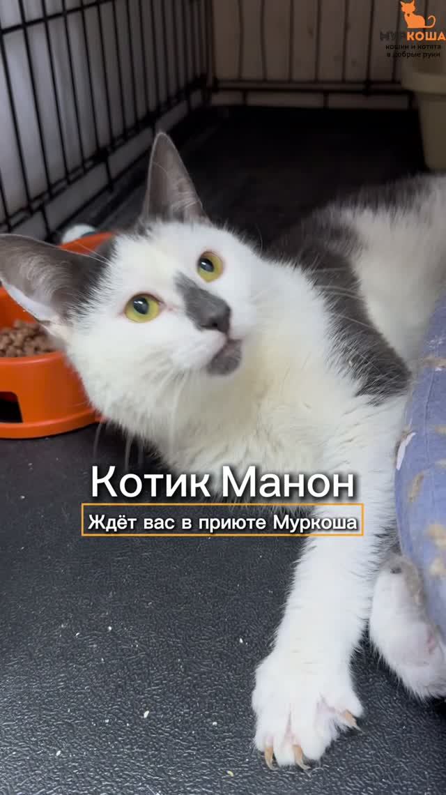 Манон ждёт вас в приюте #Муркоша