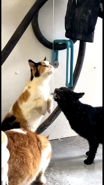Коты на молокозаводе