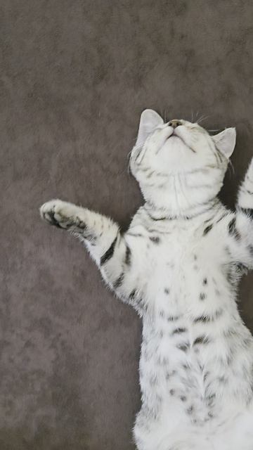 🐱 КОТЕНОК у меня бесподобный! Смешные животные 18.07.26