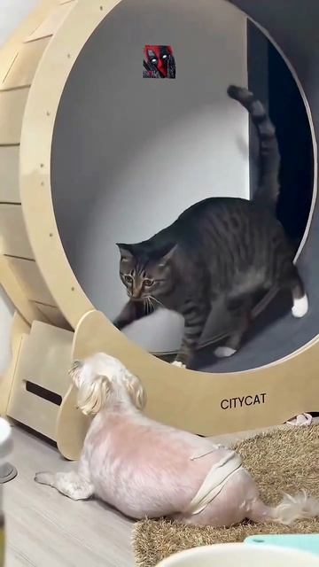 Смешные и милые КоТиКи 😼🫶😎