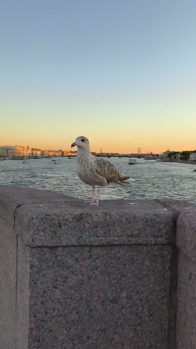 Отчаянная Чайка, зарисовки #КОПЧЁНОВАзакадромАКТРИСА