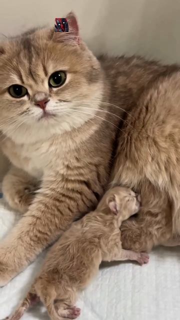 Эти милые создания покорили моё сердце 🥰🫶😼