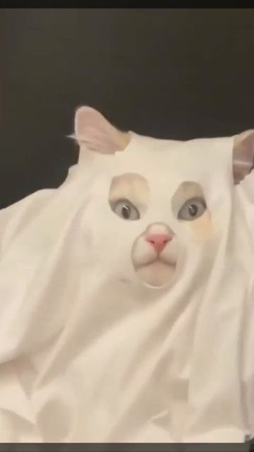 Видео от Tom and Сats / Кот на карте