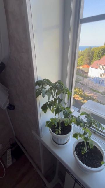 Помидоры ! Доброе утро ☀️
