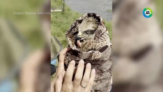 🚨 Туристы спасли из реки тонущего коршуна в Ульяновской области   Птица оказалась в воде и из-за мо