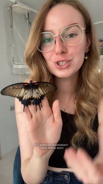 Парусник Леви🦋