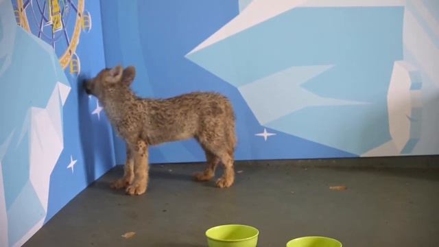 🐺 Дебют пушистых четверняшек: в Китае представили детёнышей арктического волка