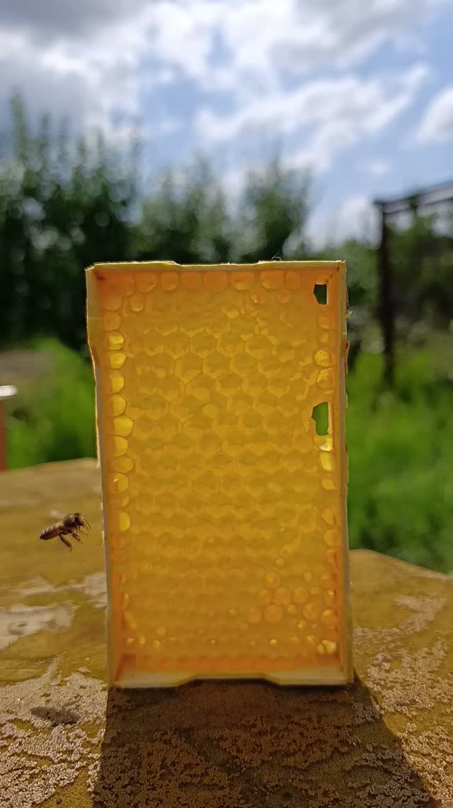 Такой мёд хочется рассматривать: соты в мини‑рамке 😍