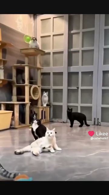 Ох уж эти кошки 3 🐱 🐱 🐱 !!!