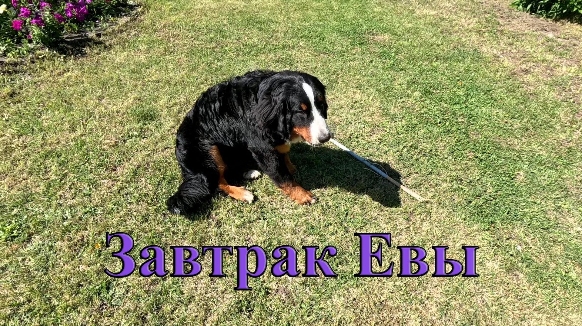 Завтрак Евы. Собачка бернский зенненхунд. Собака лучше, чем жена