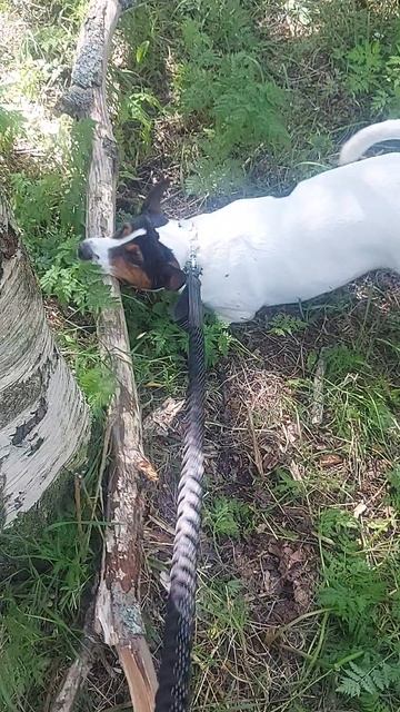 Бобёр)))Подписываемся 😉