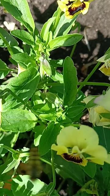 Анютины глазки ☘️💃🦋🥀☘️
