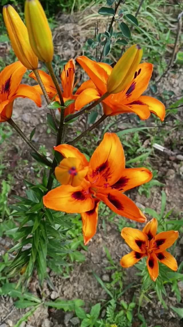 Начали расцветать мои лилии🌼