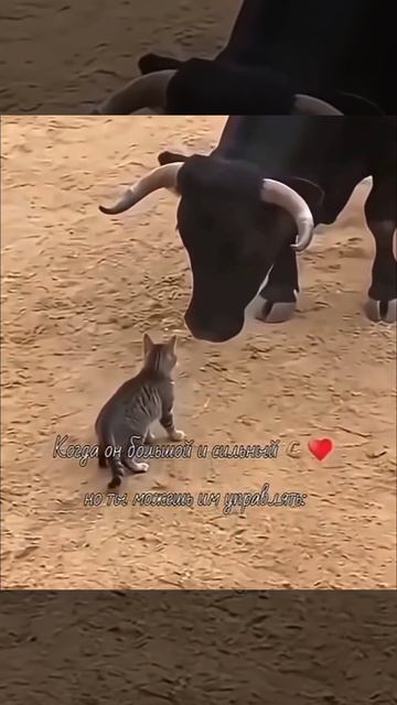 🖤🖤🖤 Подписываемся 😉