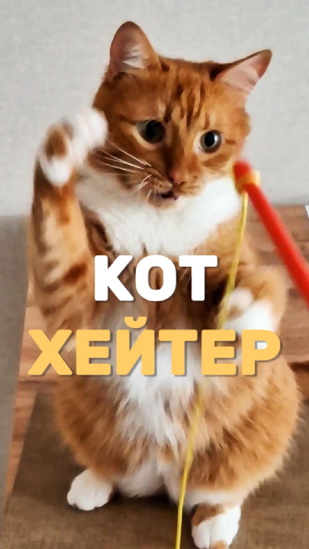 Кот хейтер