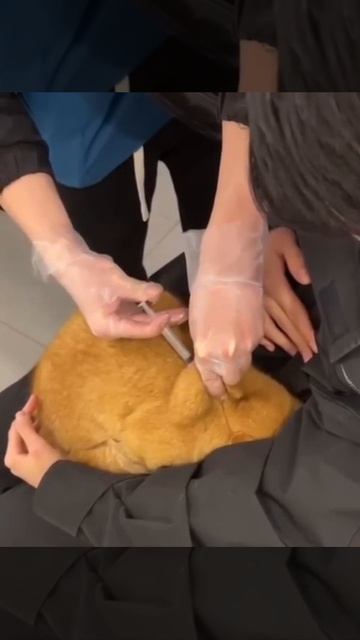 Видео от Tom and Сats / Кот на карте