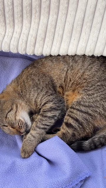 Вот такое доброе, сонное , воскресное утро у котиков 🐈🐈☺️