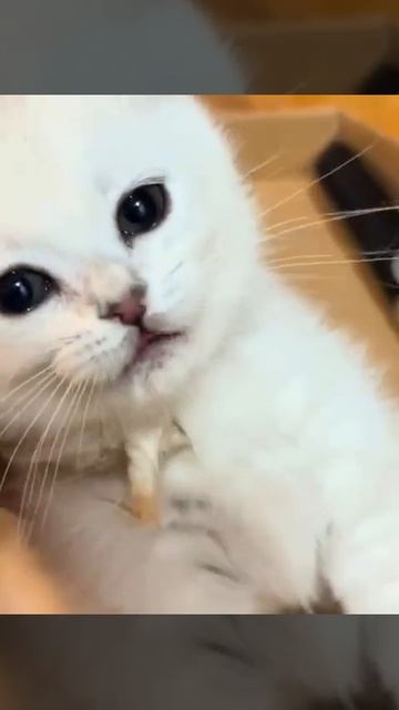 Видео от Tom and Сats / Кот на карте