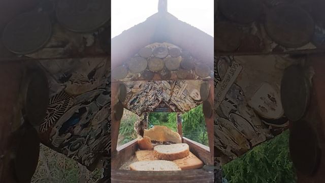 1000023804.mp4Жизнь кормушки.19.07.2026г.