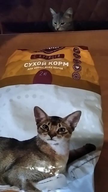 #shorts # И про кошечек не забываю никогда