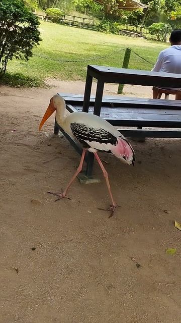 Индийский клювач 🦩, который гуляет сам по себе и которого лучше не преследовать...