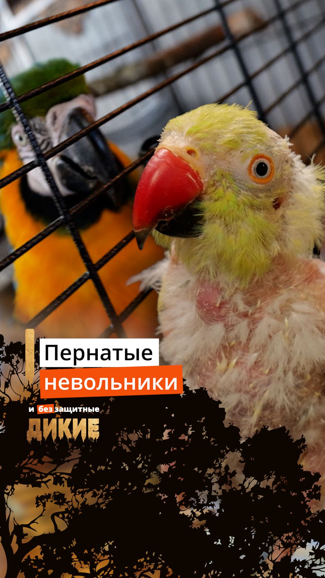 Пернатые невольники