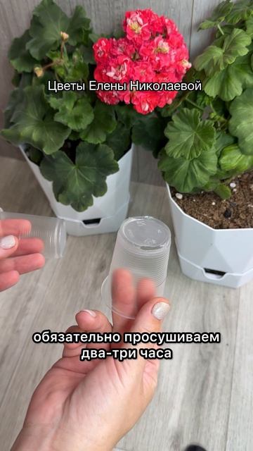 В Июле - Августе Сделай так с Геранью! Герань будет цвести круглый год!