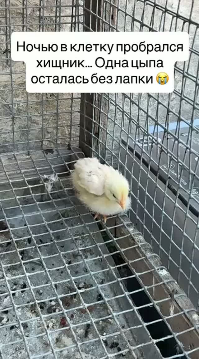 Хищник напал ночью… 💔 Боремся за жизнь раненых цыплят!