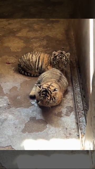 Видео от Tom and Сats / Кот на карте